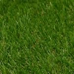 Artificial Grass 30mm Pile Height x 4 meter wide "Quest" (m2) [You can buy any length you want to the nearest 0.5 linear meters x only sold 4 mtrs wide]